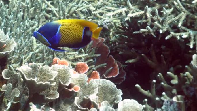 蓝带的神仙鱼或雄伟的神仙鱼 (pomaanthus navarchus)