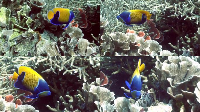 蓝带的神仙鱼或雄伟的神仙鱼 (pomaanthus navarchus)