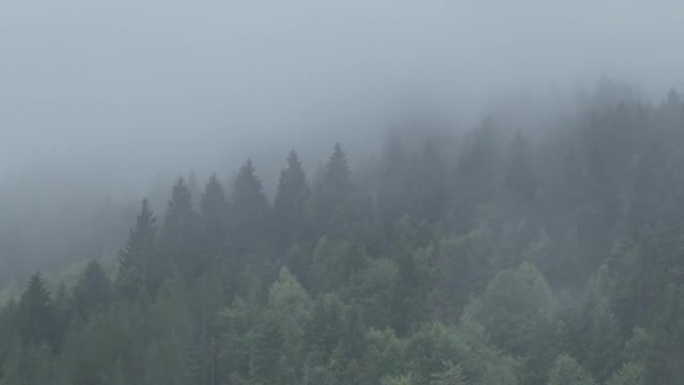 山区有阴雨天气。烟雾弥漫在松树森林上。雾蒙蒙日山上云杉林木的航拍画面。美丽森林的晨雾。