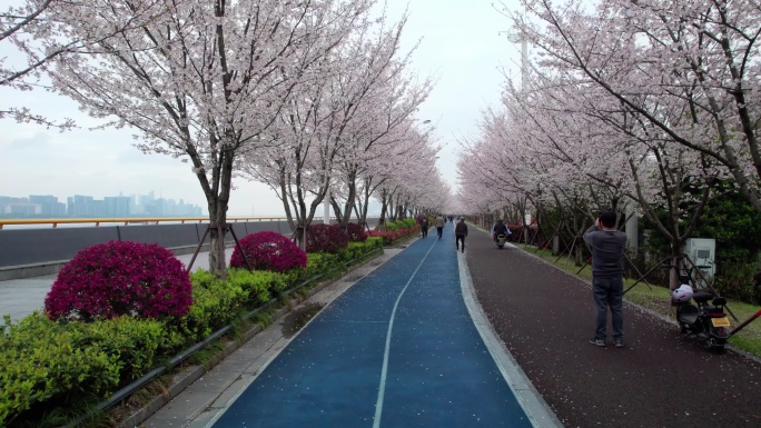 杭州 江边樱花跑道