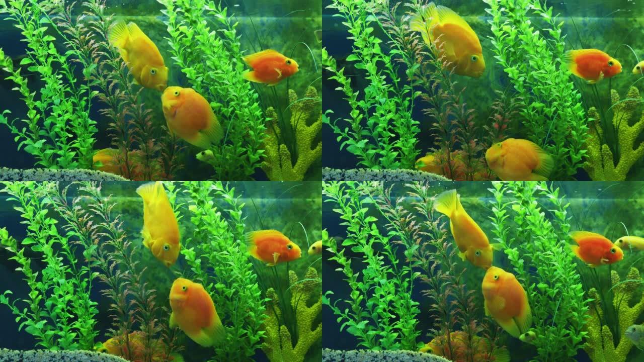 可爱的黄色鱼接吻观赏鱼