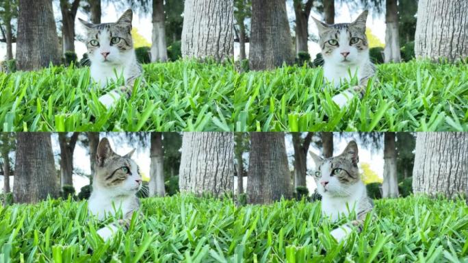 灰白相间的胡同猫躺在绿草地上，在公园里休息。土耳其的流浪猫。夏日，背景上的树木