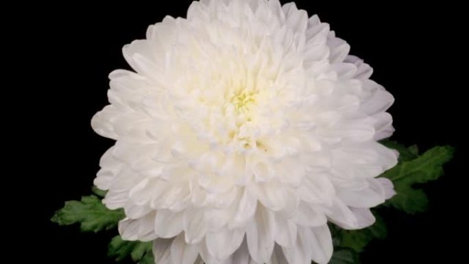 美丽的白菊花开美丽的白菊花开绽放