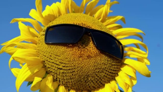 向日葵花戴在太阳镜上，太阳镜上有一株黄色的向日葵头上有一株美国向日葵
