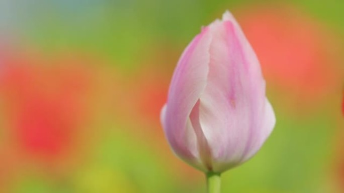 粉色美丽的郁金香。鲜红色郁金香花背景。在春风中摇曳的绿色茎上的芽。慢动作。