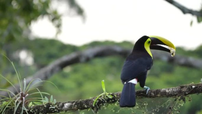 一只黄喉巨嘴鸟和一些香蕉飞走的高帧率镜头