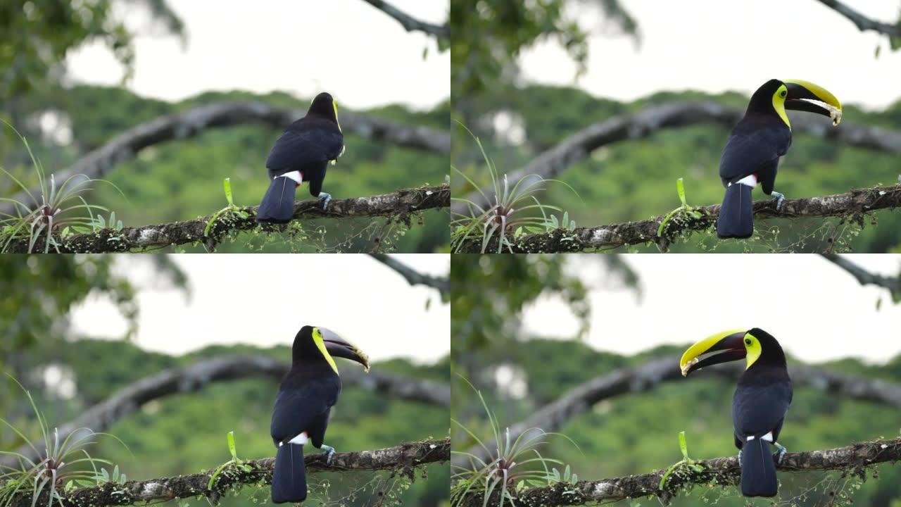 一只黄喉巨嘴鸟和一些香蕉飞走的高帧率镜头