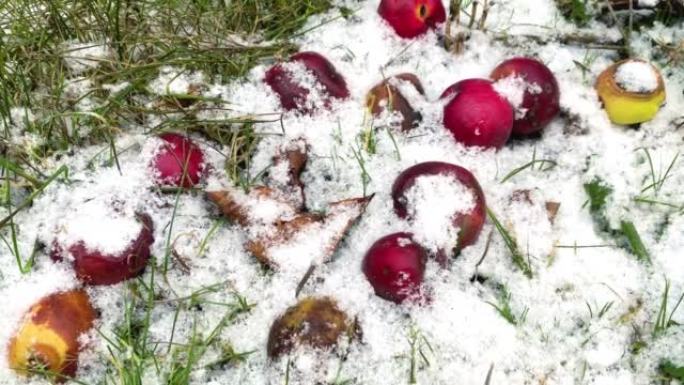 在寒冷的冬日，苹果在第一场雪中躺在地上