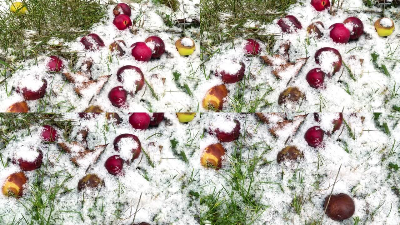 在寒冷的冬日，苹果在第一场雪中躺在地上