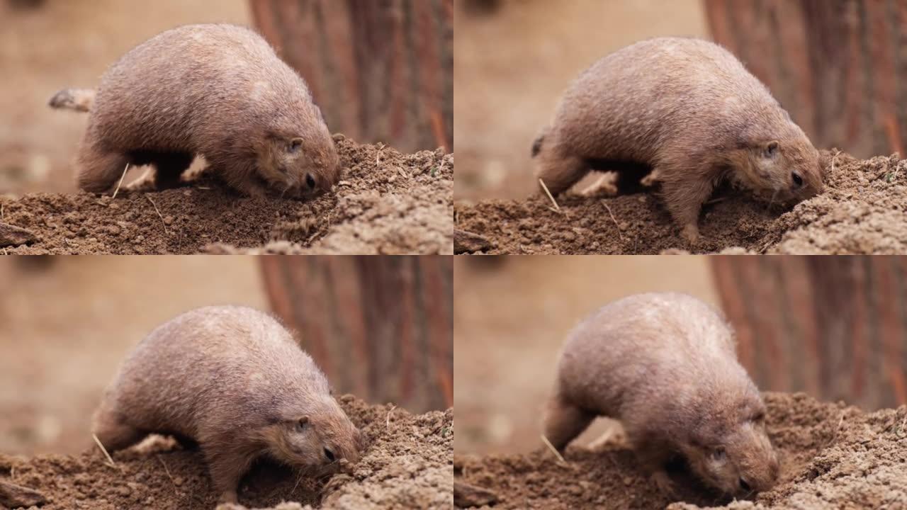 草原土拨鼠 (Cynomys) 用头在土壤中寻找食物
