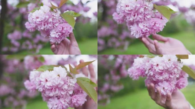 在4k拍摄的花园中触摸樱花的人的特写镜头
