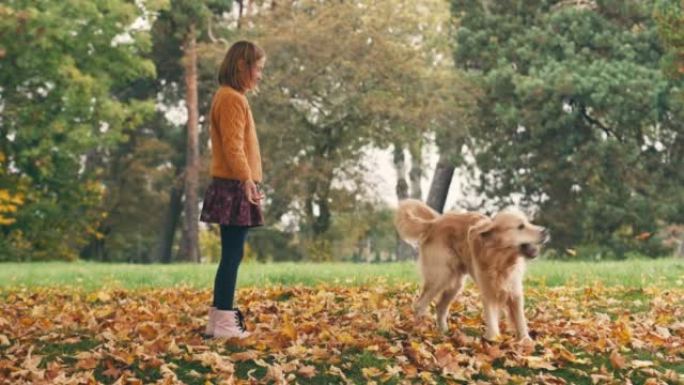 小女孩在秋季公园和金色的狗玩得开心