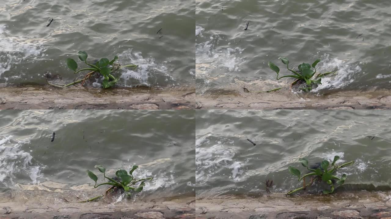 风信子在印度尼西亚哥伦打洛的林博托湖郊区扔