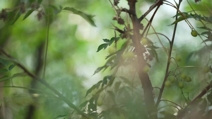 乡村植物