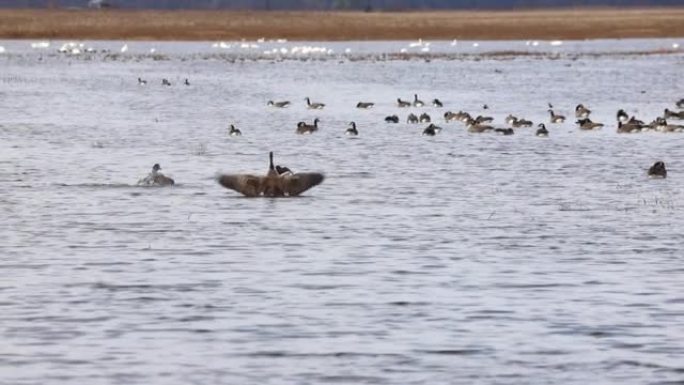 在湿地沐浴的鹅