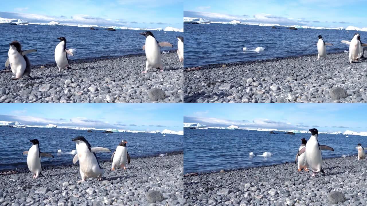 阿德利企鹅走向南极半岛的海滩