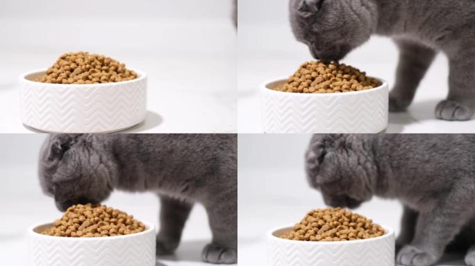 一只灰色苏格兰小猫吃干猫粮的特写镜头。小猫干粮广告。