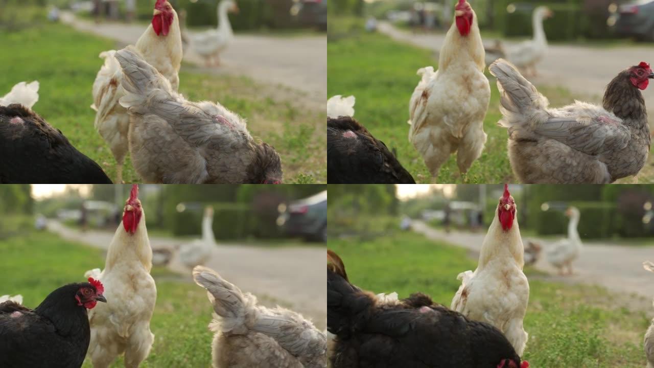 鸡在特写镜头中走来走去，若有所思地看着