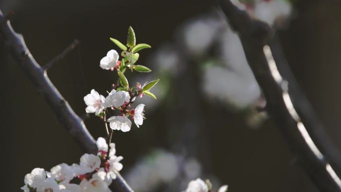 小区桃花 桃花盛开 花朵 春天 花枝