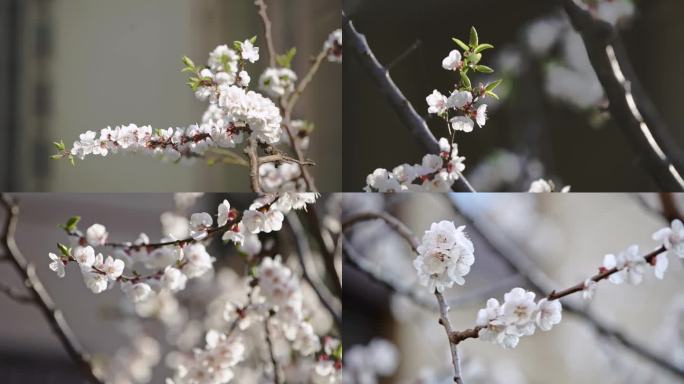 小区桃花 桃花盛开 花朵 春天 花枝