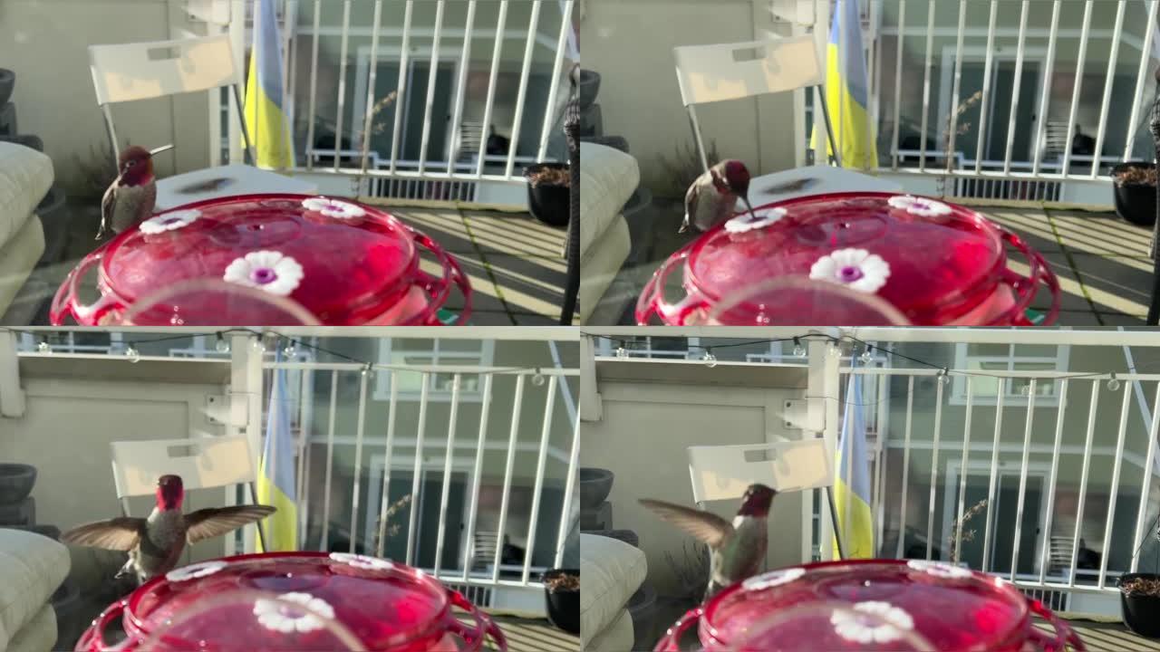 一只蜂鸟飞到饮水碗上喝水它在它后面的阳台上乌克兰的旗帜饮水碗红色和翅膀相同颜色的鸟和红色