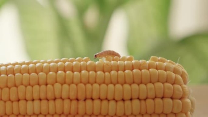 玉米害虫: 玉米穗虫。玉米地中被蠕虫攻击的玉米植物。