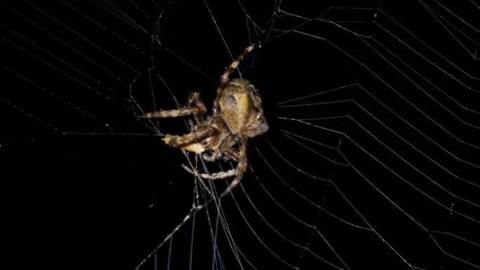 晚上蜘蛛在蜘蛛网里抓蝴蝶吃