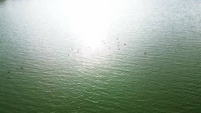 逆光航拍水面野生鸟类游动
