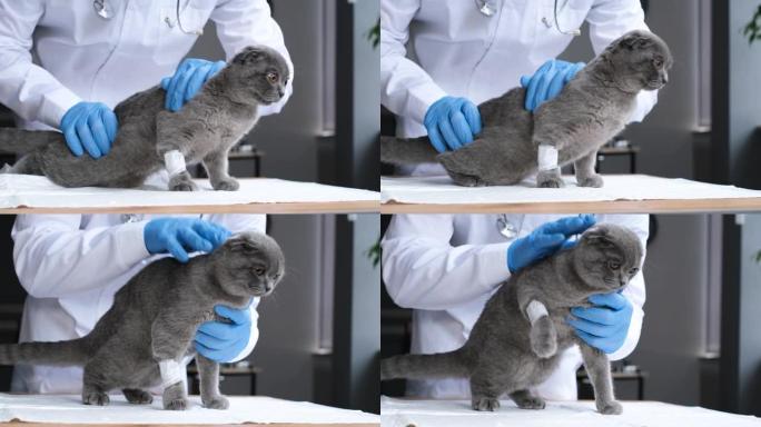 一只爪子上插着导尿管的小猫从兽医那里跑开了。淘气的猫。视频4 k