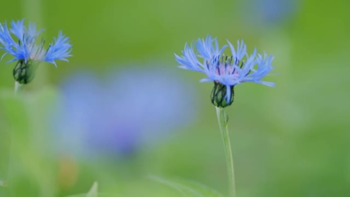 矢车菊-矢车菊珍稀花。盛开的蓝色矢车菊。慢动作。