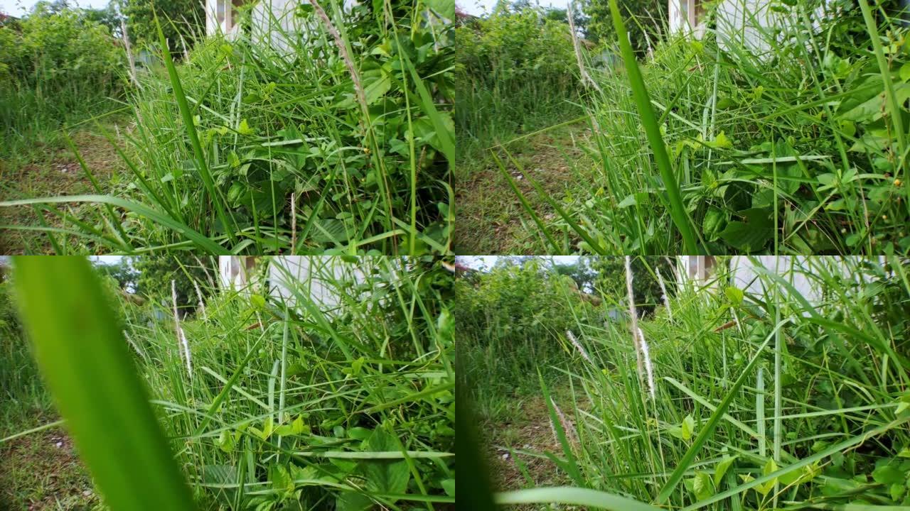 4k视频镜头靠近绿草，绿草生长在建筑物旁边，以低角度拍摄，具有移动相机风格，非常适合电影视频