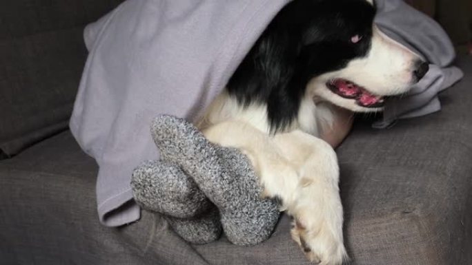 狗和女人的脚在冬季羊毛袜子在沙发上的格子毯子。女人和宠物狗在家放松和热身。冬季圣诞节假期天气寒冷。大