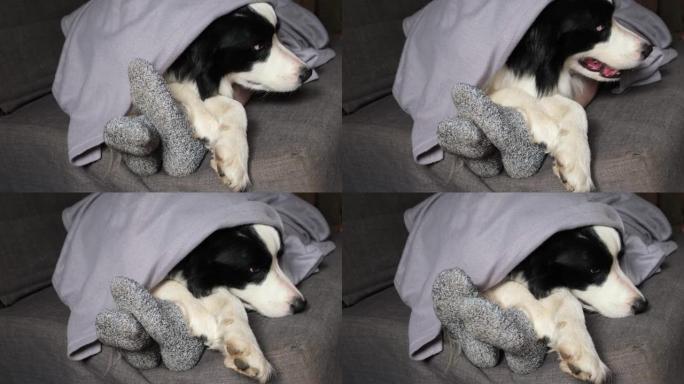 狗和女人的脚在冬季羊毛袜子在沙发上的格子毯子。女人和宠物狗在家放松和热身。冬季圣诞节假期天气寒冷。大