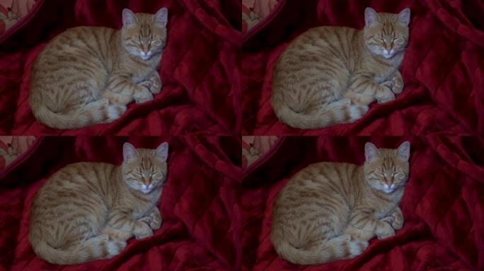 一只试图睡觉的黄色流浪猫