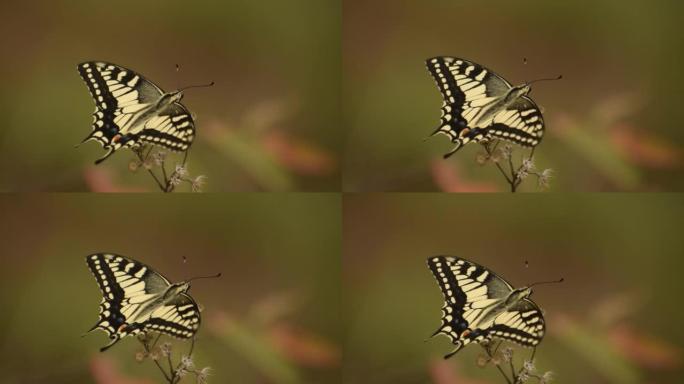 蝴蝶坐在干燥的叶子上，美丽的翅膀在空中展开