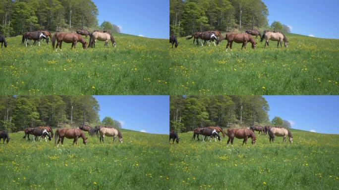 在阳光明媚的田野里放牧草的马群