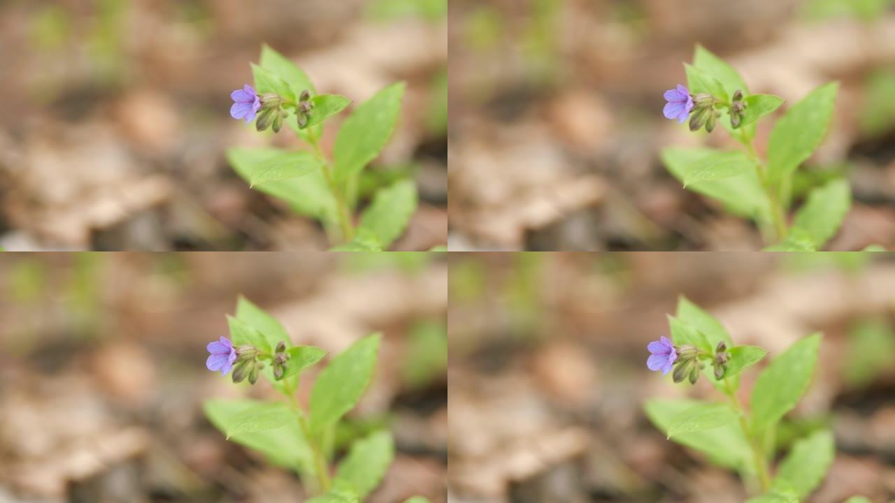 未斑点的肺叶花。春季森林中的小肺叶。属于紫草科。特写。