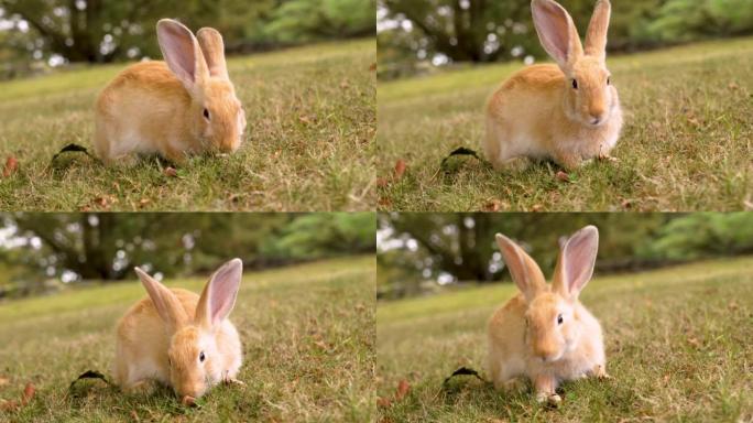 搞笑好奇红兔大耳朵嚼绿草