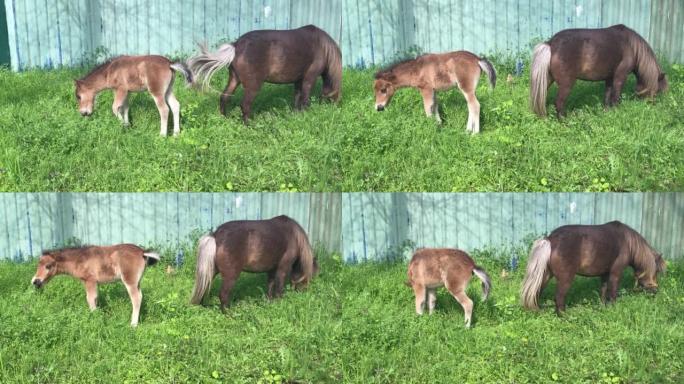 幼崽小马和它妈妈一起吃草