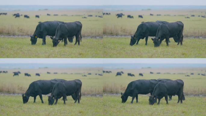 在绿色牧场上吃草的黑牛。黑牛站在绿色的草地上，吃草。选择性聚焦。