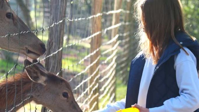 漂亮的小女孩在动物公园里喂鹿
