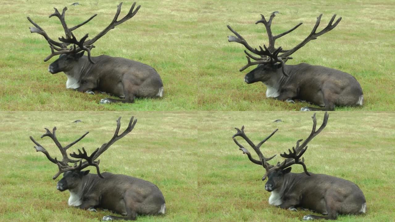 驯鹿雄性在草地上休息，阿拉斯加，2021