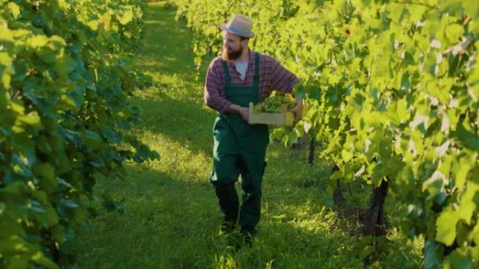 前视图年轻微笑农民酿酒人手里拿着盒子葡萄步行葡萄园检查葡萄。