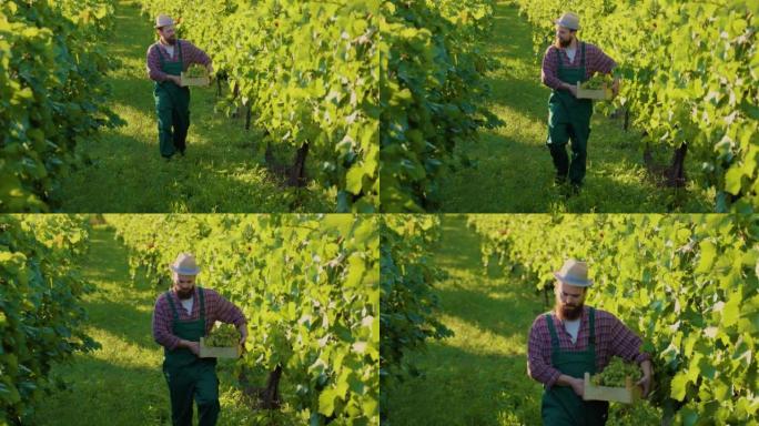 前视图年轻微笑农民酿酒人手里拿着盒子葡萄步行葡萄园检查葡萄。