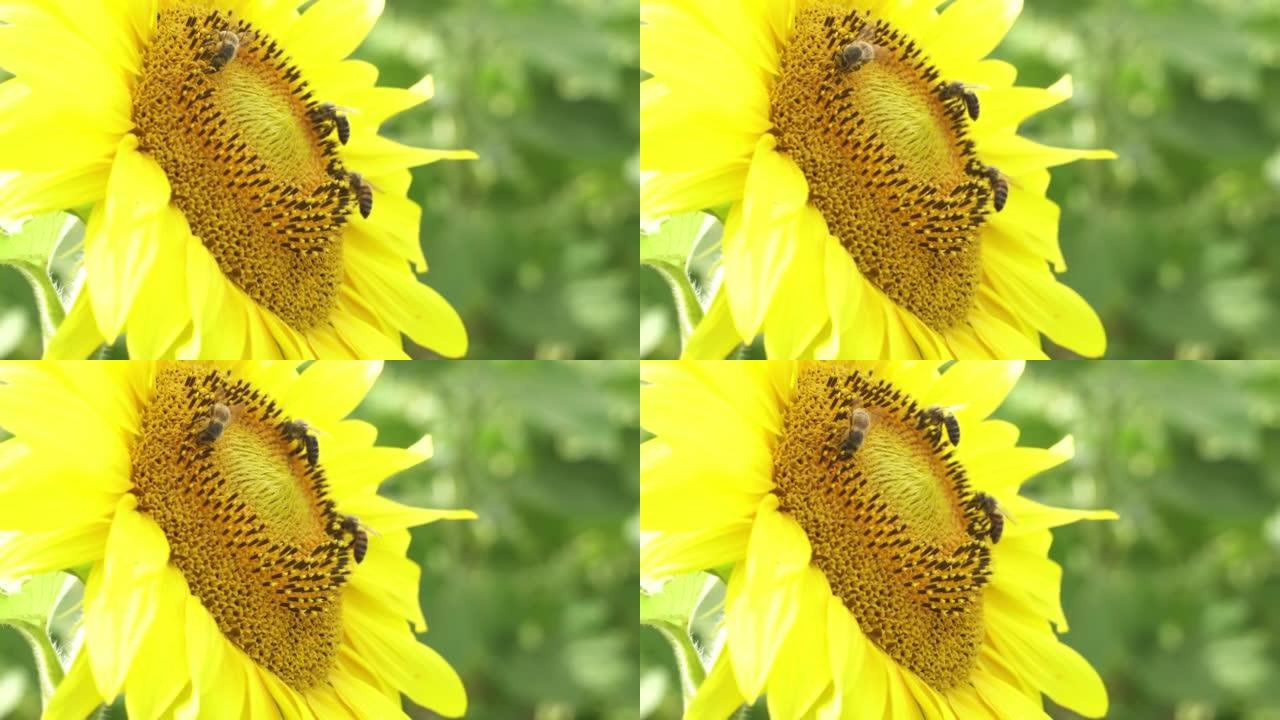 蜜蜂从向日葵中收集花蜜