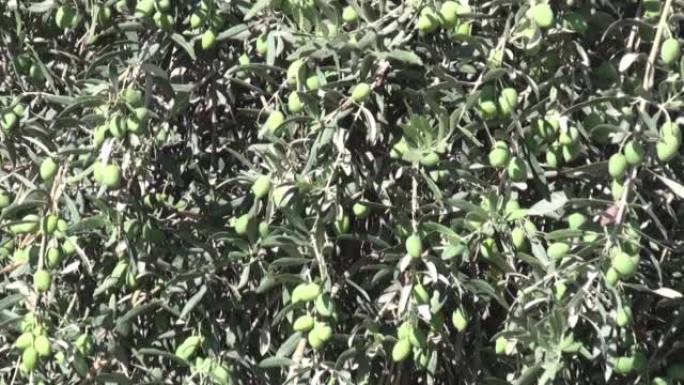橄榄树，视频，以色列