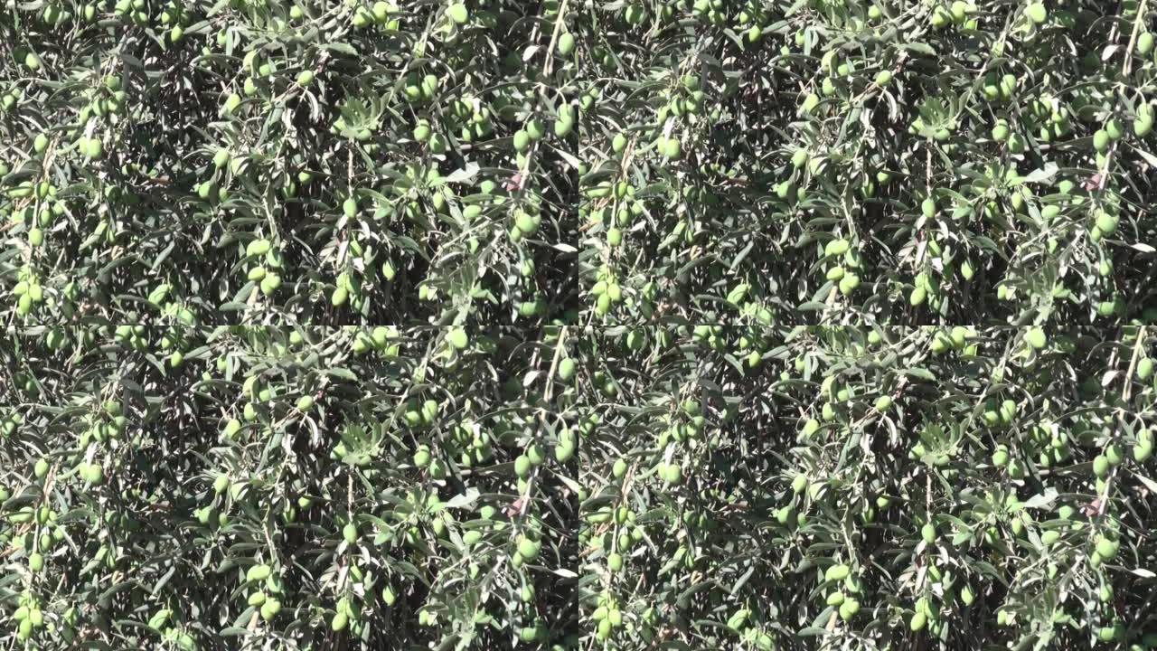 橄榄树，视频，以色列