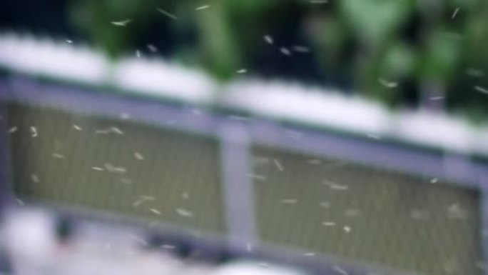 许多蚊子，蚊子成群结队地在房子阳台上飞来飞去
