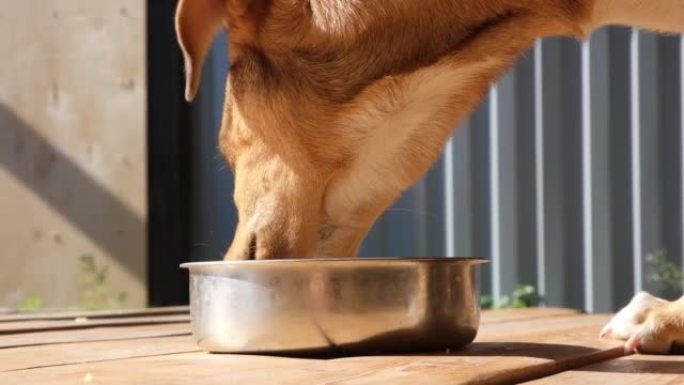 小狗吃特殊喂食器里的狗粮。动物食品。好外套和食物。宠物的健康和好心情。创新的科学发展，实验。