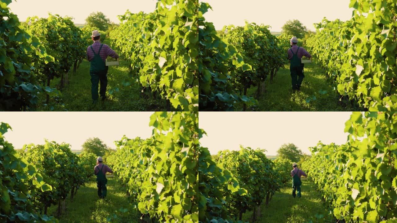 农民酿酒人手里拿着盒子葡萄，步行葡萄园检查葡萄。
